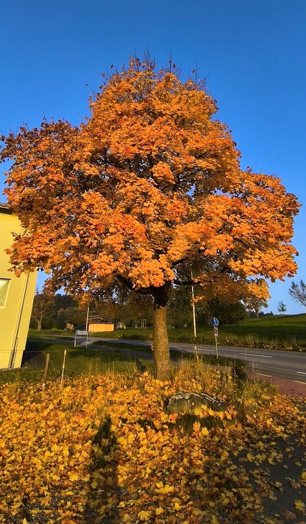 Herbstbilder 2025: Das sind die Bilder der blue News Leser*innen. Katharina ist nur ein Schatten ihrer selbst – aber natürlich nur auf diesem Foto, das sie uns ...