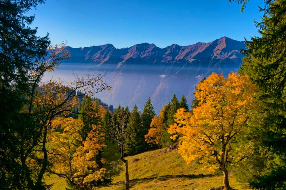 Autumn pictures 2025: These are the pictures of blue News readers. ... and Axalp.