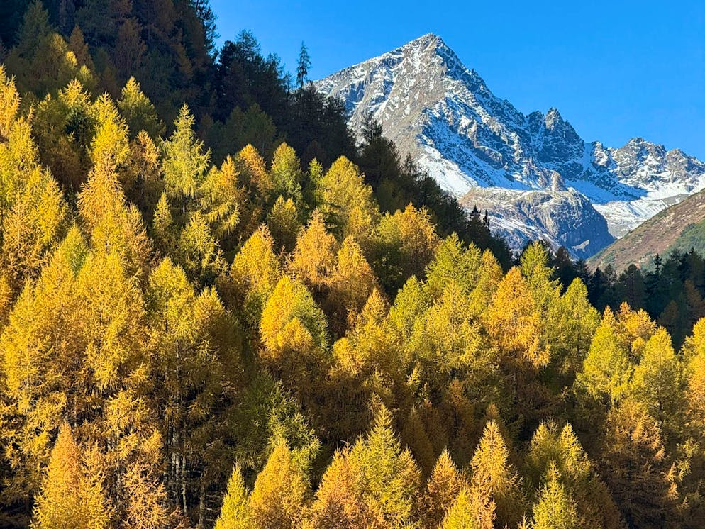 Herbstbilder 2025: Das sind die Bilder der blue News Leser*innen. Majestätischer Anblick: «Das Bild habe ich zwischen Flüelapass und Susch gemacht», schreibt uns Sepp.