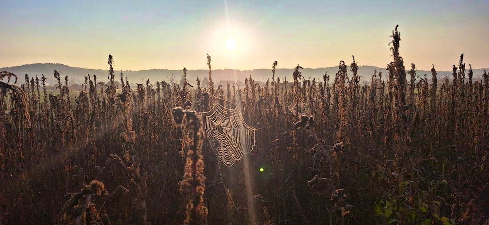 Autumn pictures 2025: These are the pictures of blue News readers. ... transience of nature.