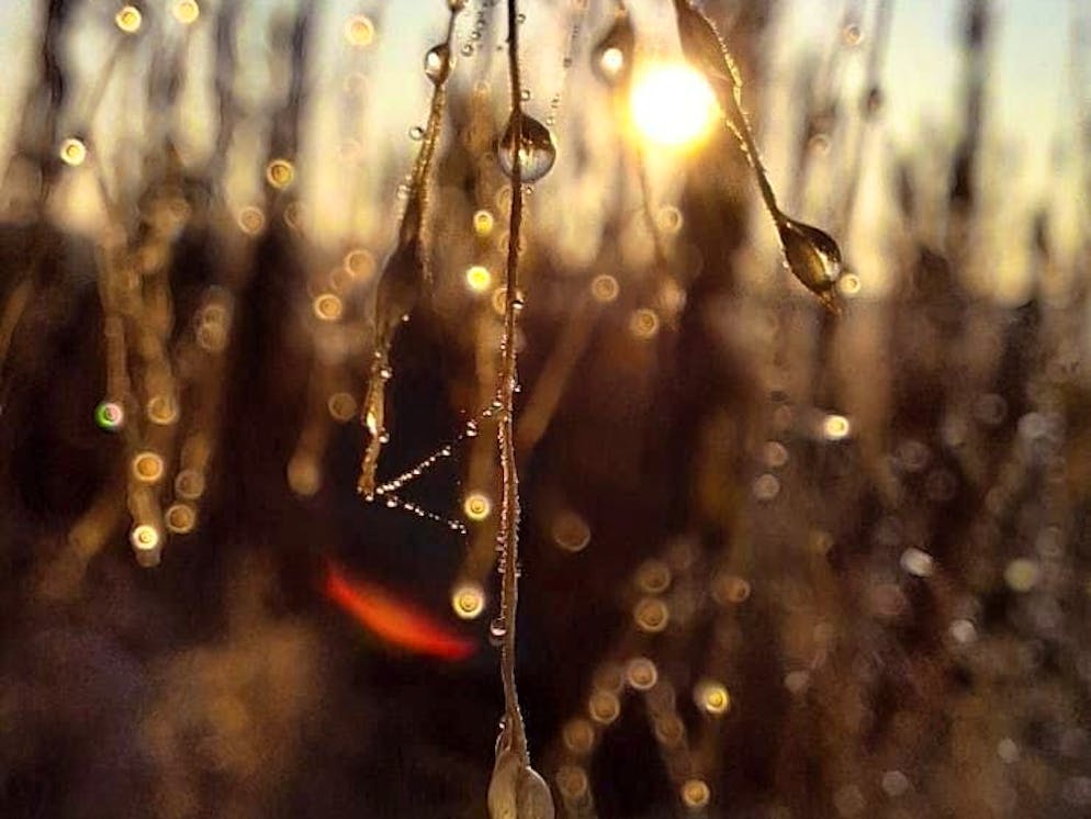 Autumn pictures 2025: These are the pictures of blue News readers. Autumnal morning dew, somewhere in Switzerland: Beno's pictures bear witness to the ...