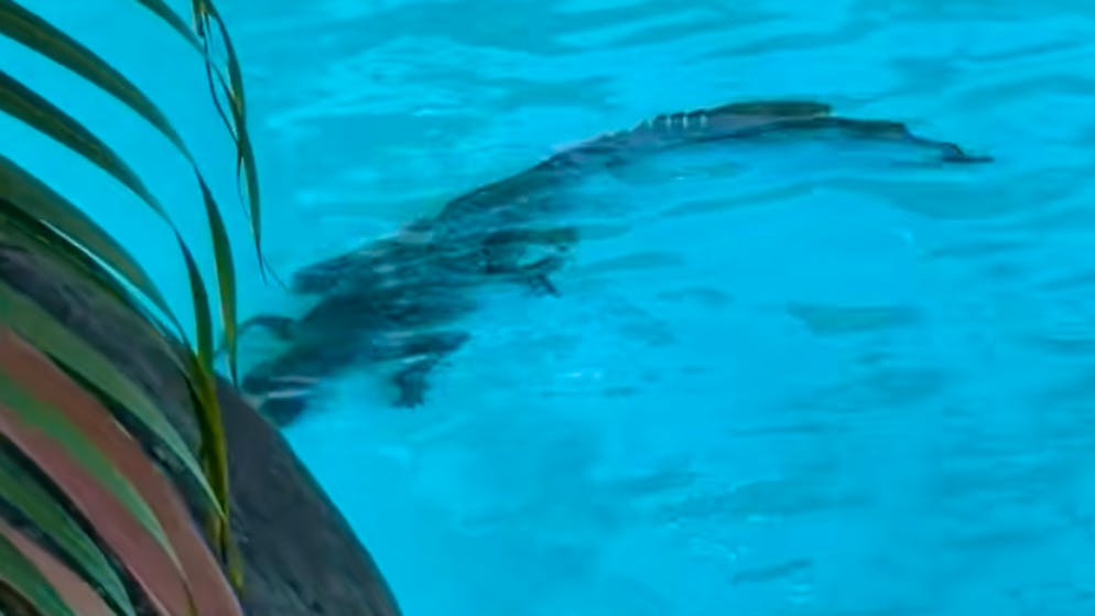 Australie. Un crocodile s'invite dans la piscine d'un hôtel de luxe