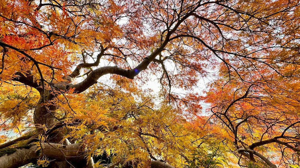 Herbstbilder 2025: Das sind die Bilder der blue News Leser*innen. ... in Huttwil BE.