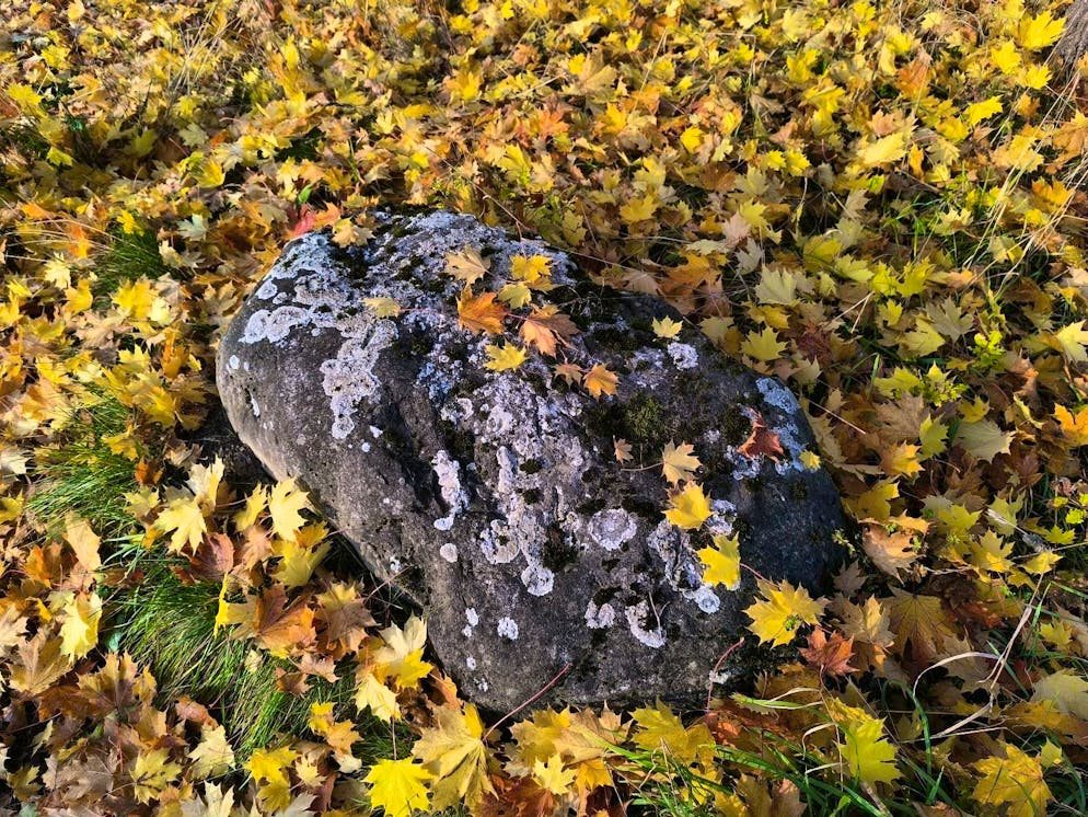 Autumn pictures 2025: These are the pictures of blue News readers. ... under the heading "Beautiful autumn colors" ...