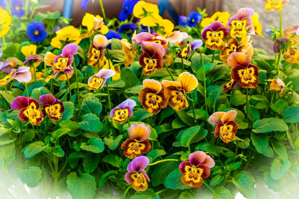 Herbstbilder 2025: Das sind die Bilder der blue News Leser*innen. Henk nennt dieses Foto: «Zwergenaufstand im Blumenbeet».