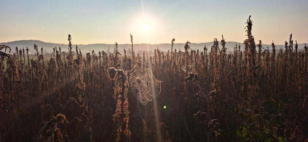 Herbstbilder 2025: Das sind die Bilder der blue News Leser*innen. ... Vergänglichkeit der Natur.