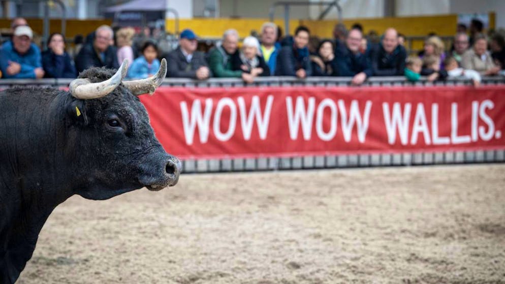 La foire a été marquée par un incident impliquant des bovins.