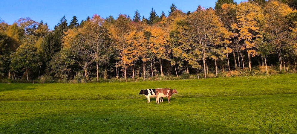 Autumn pictures 2025: These are the pictures of blue News readers. ... in Rickenbach LU.
