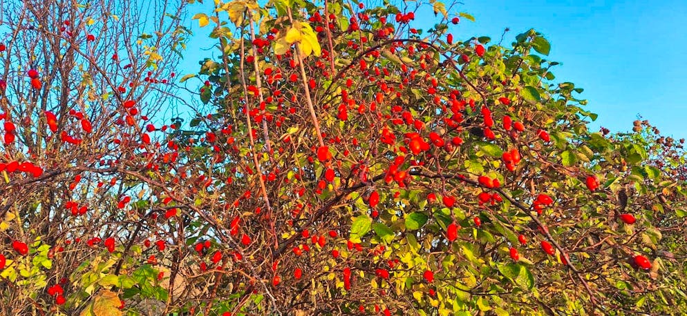 Autumn pictures 2025: These are the pictures of blue News readers. At the same time, however, Beno proves that fall is also quite ...