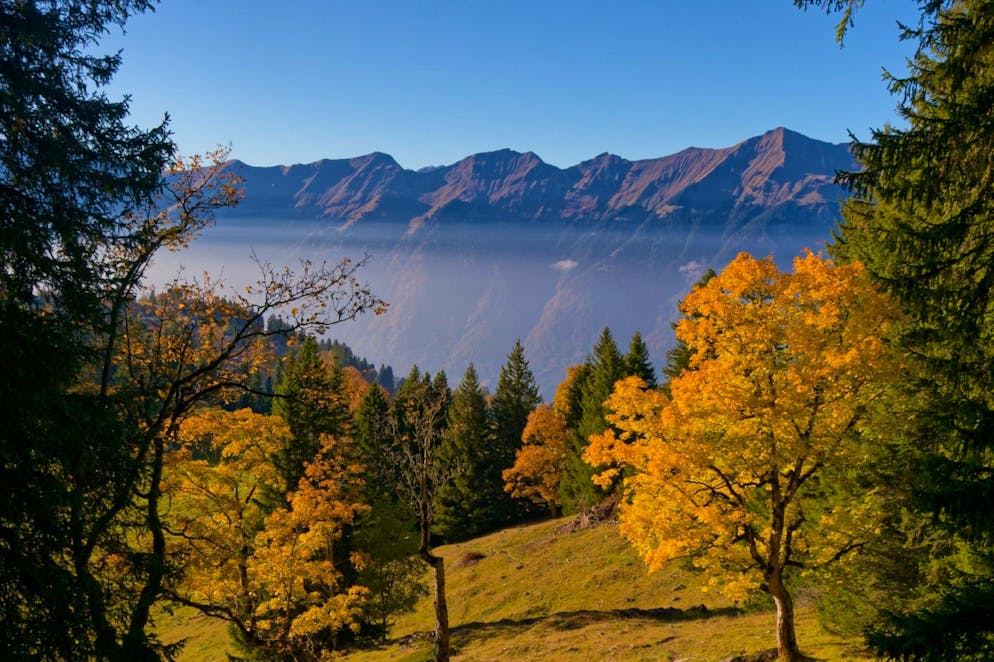 Herbstbilder 2025: Das sind die Bilder der blue News Leser*innen. ... und Axalp.