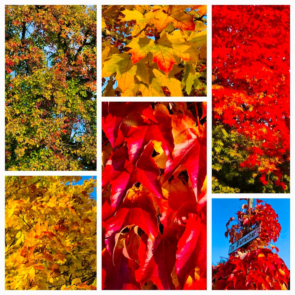 Autumn pictures 2025: These are the pictures of blue News readers. Autumn leaves captured by Susi on "the morning walk in Wangen - Brüttisellen".