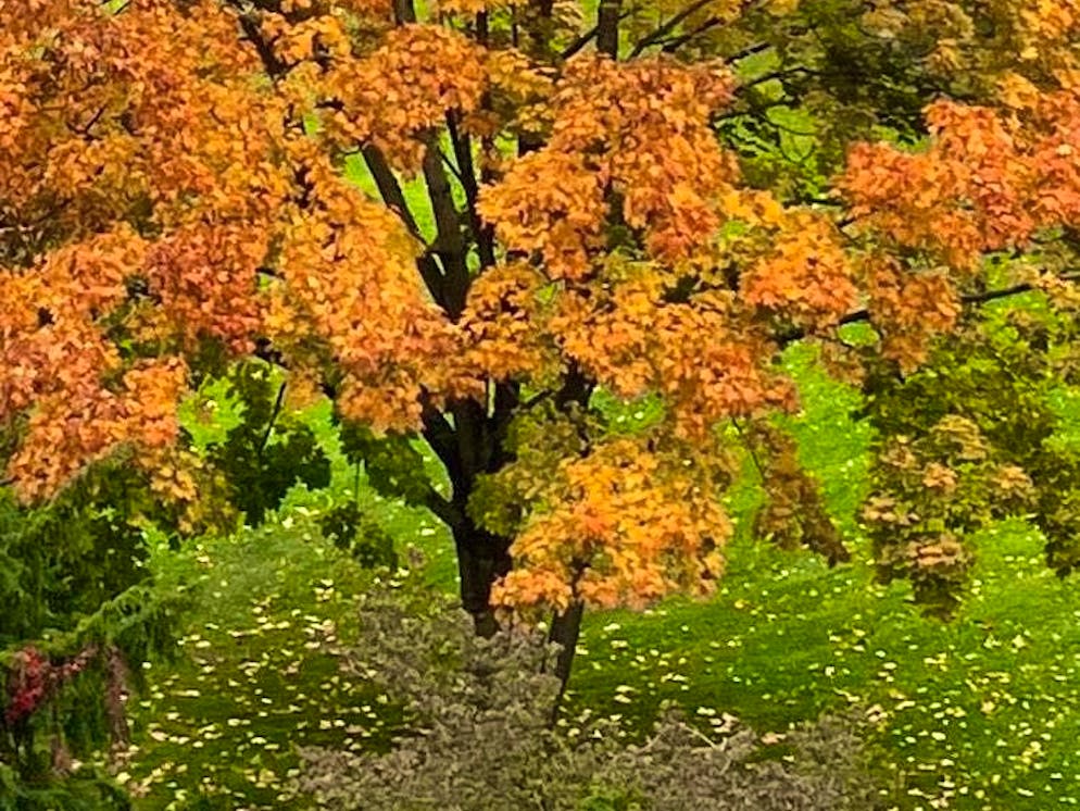 Autumn pictures 2025: These are the pictures of blue News readers. In Chur in the Lacuna quarter.