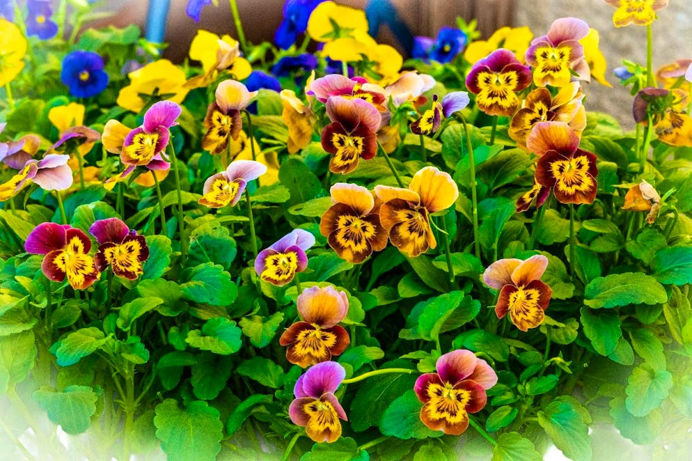 Autumn pictures 2025: These are the pictures of blue News readers. Henk calls this photo: "Dwarf riot in the flower bed".