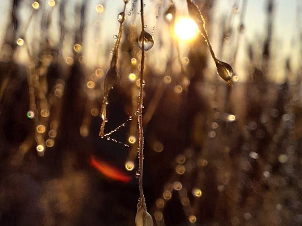 Herbstbilder 2025: Das sind die Bilder der blue News Leser*innen. Herbstlicher Morgentau, irgendwo in der Schweiz: Benos Bilder zeugen von der ...