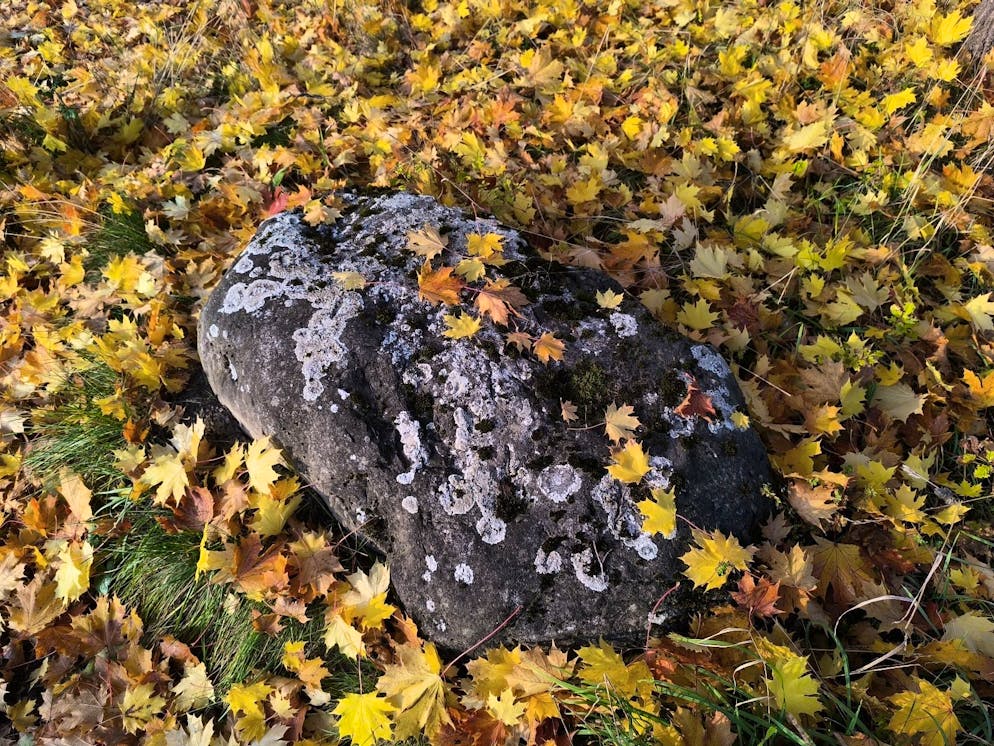 Herbstbilder 2025: Das sind die Bilder der blue News Leser*innen. ... unter dem Stichwort «Wunderschöne Herbstfarben» ...