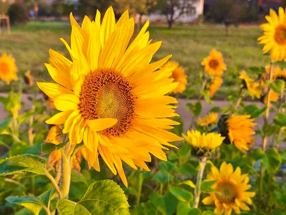 Autumn pictures 2025: These are the pictures of blue News readers. ... ... can be quite colorful.