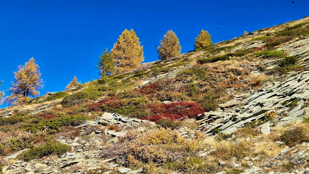 Autumn pictures 2025: These are the pictures of blue News readers. ... in beautiful Valais.