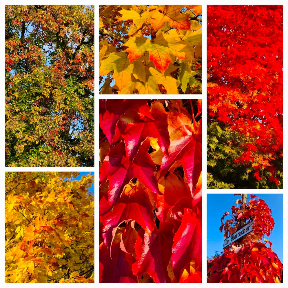 Herbstbilder 2025: Das sind die Bilder der blue News Leser*innen. Herbstliche Blätter, die Susi auf «dem Morgespaziergang in Wangen – Brüttisellen» festgehalten hat.