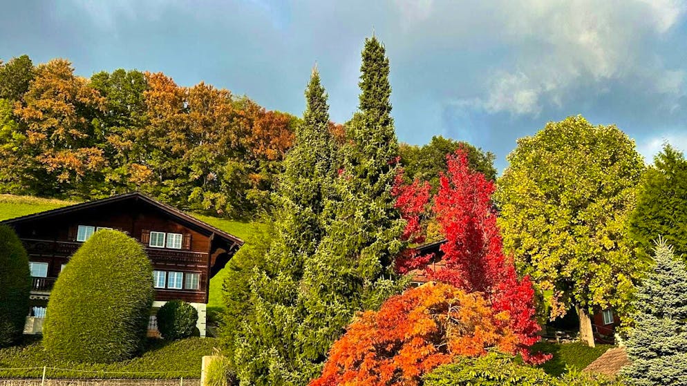 Autumn pictures 2025: These are the pictures of blue News readers. ... ... also shows us the fall atmosphere ...