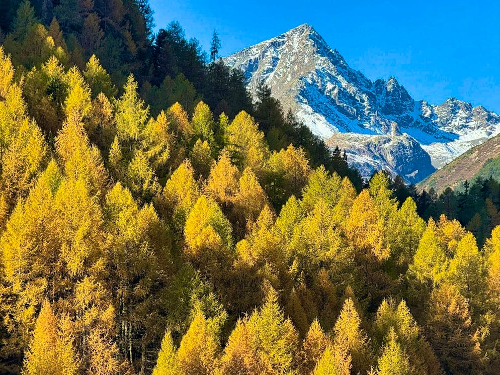 Autumn pictures 2025: These are the pictures of blue News readers. A majestic sight: "I took this picture between the Flüela Pass and Susch," writes Sepp.