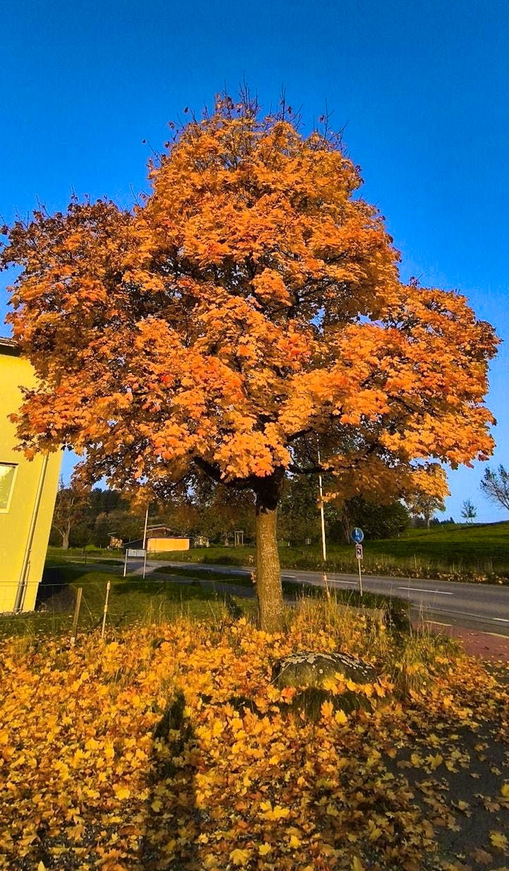Autumn pictures 2025: These are the pictures of blue News readers. Katharina is only a shadow of her former self - but of course only in this photo, which she ...