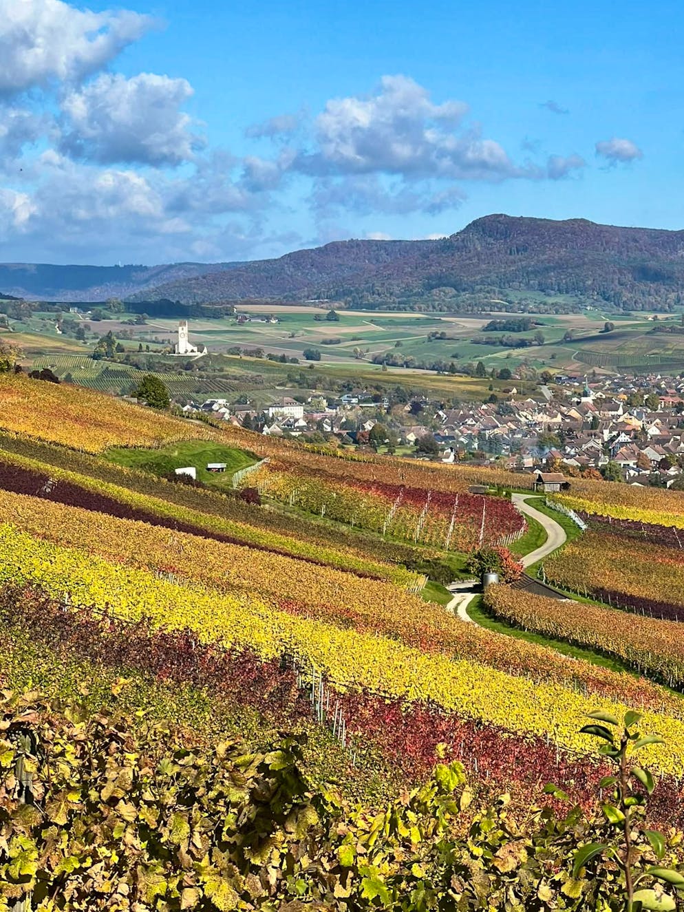 Herbstbilder 2025: Das sind die Bilder der blue News Leser*innen. Herbstimmung am Hallauerberg. 