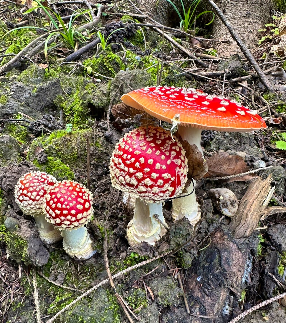 Herbstbilder 2025: Das sind die Bilder der blue News Leser*innen. Die Pilzsaison hat wieder begonnen. 