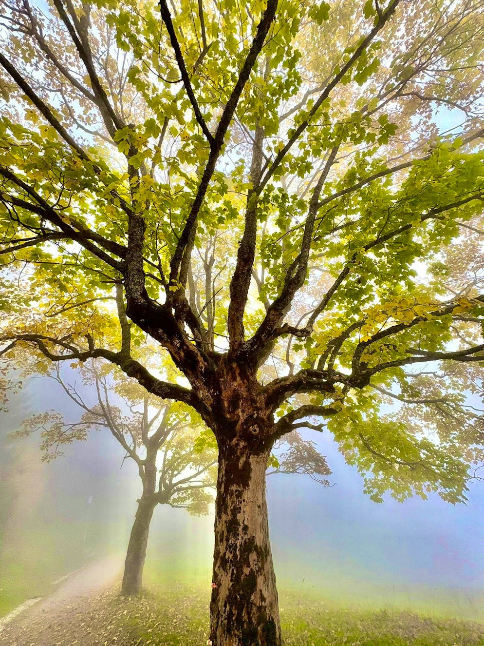 Autumn pictures 2025: These are the pictures of blue News readers. ... the fog - here is a picture from near Lake Zug.