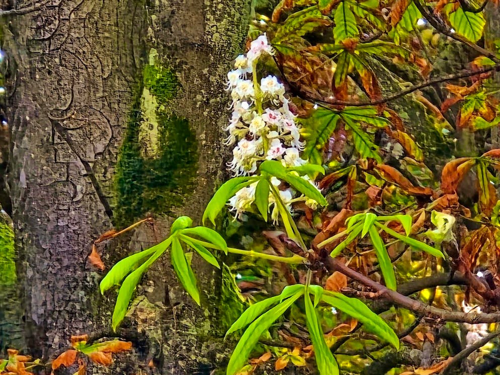 Autumn pictures 2025: These are the pictures of blue News readers. Monika discovered chestnut trees in bloom in September in Helvetiapark in Lucerne.