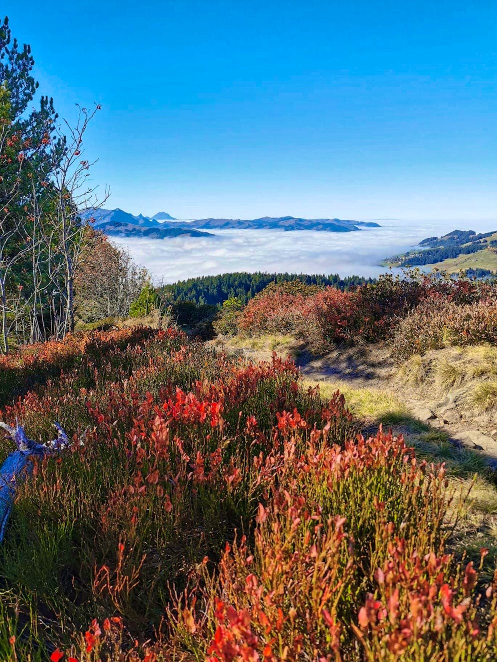 Autumn pictures 2025: These are the pictures of blue News readers. But if you climb up high, you can also escape the fog. Here on the Schüpfenflue in the Gantrisch region.