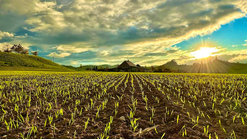 Autumn pictures 2025: These are the pictures of blue News readers. Toni sends us a picture of the sunset in Eriswil.