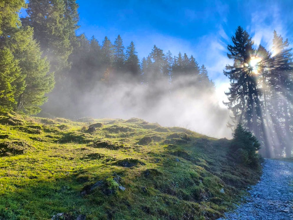 Autumn pictures 2025: These are the pictures of blue News readers. In this photo, the sun breaks through the fog.