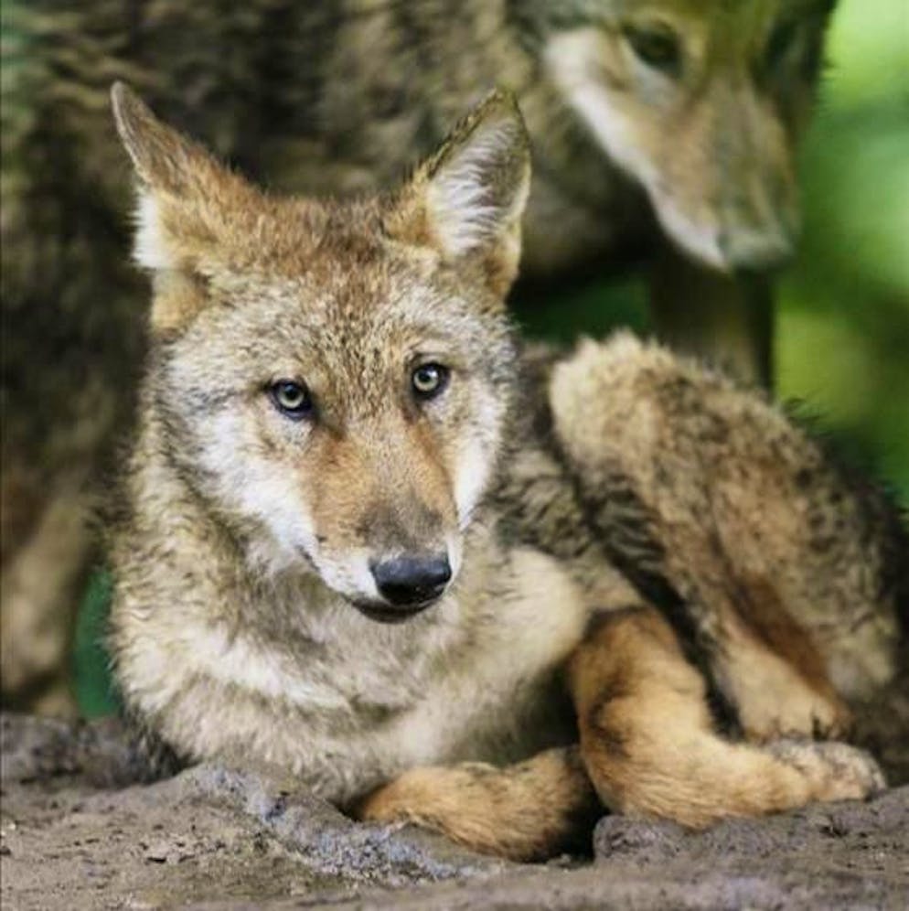 Regolazione dei lupi