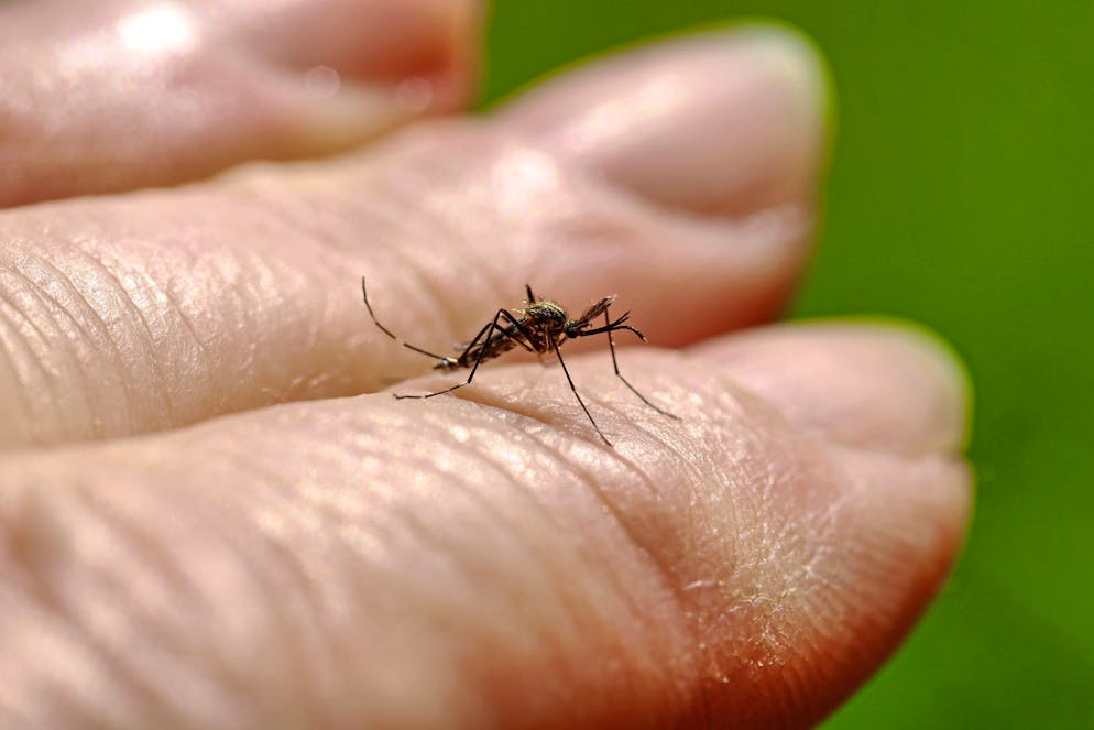 Sensational find: Mosquitoes discovered in Iceland for the first time |  blue News