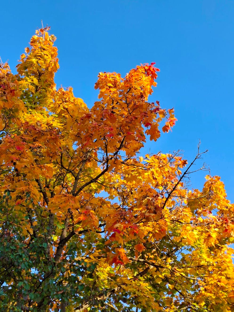 Herbstbilder 2025: Das sind die Bilder der blue News Leser*innen. ... und gelb. Das gehört genauso zum Herbst wie ...