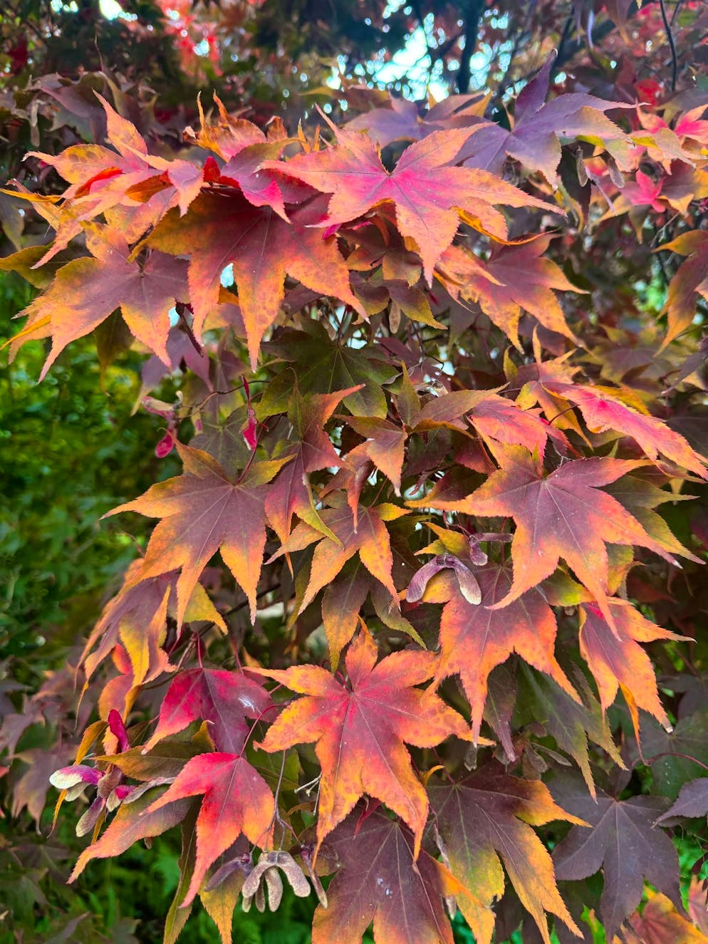 Autumn pictures 2025: These are the pictures of blue News readers. The leaves are currently turning red ...