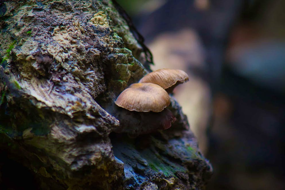Herbstbilder 2025: Das sind die Bilder der blue News Leser*innen. Im Herbst ist immer auch Pilzeln-Zeit.
