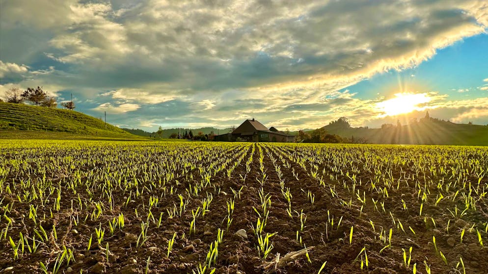 Herbstbilder 2025: Das sind die Bilder der blue News Leser*innen. Toni schickt uns ein Bild vom Sonnenuntergang in Eriswil.