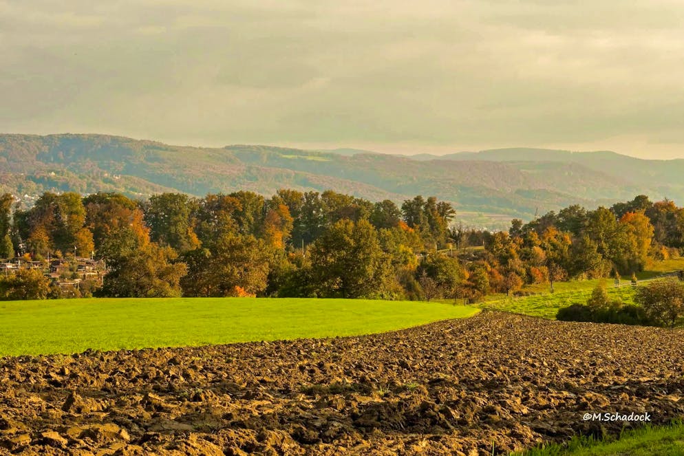 Autumn pictures 2025: These are the pictures of blue News readers. It's nice and autumnal in the city too. Here the Bruderholz near Basel.