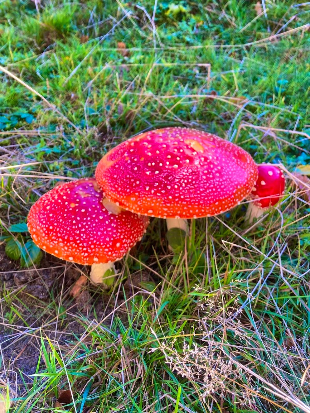 Autumn pictures 2025: These are the pictures of blue News readers. But not all mushrooms found by blue News readers are edible.
