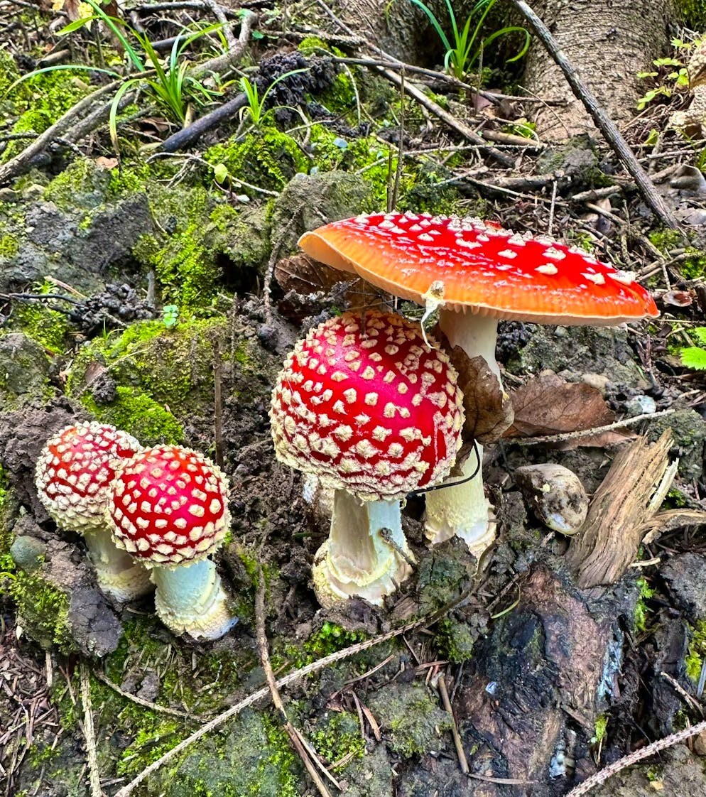 Autumn pictures 2025: These are the pictures of blue News readers. The mushroom season has started again. 