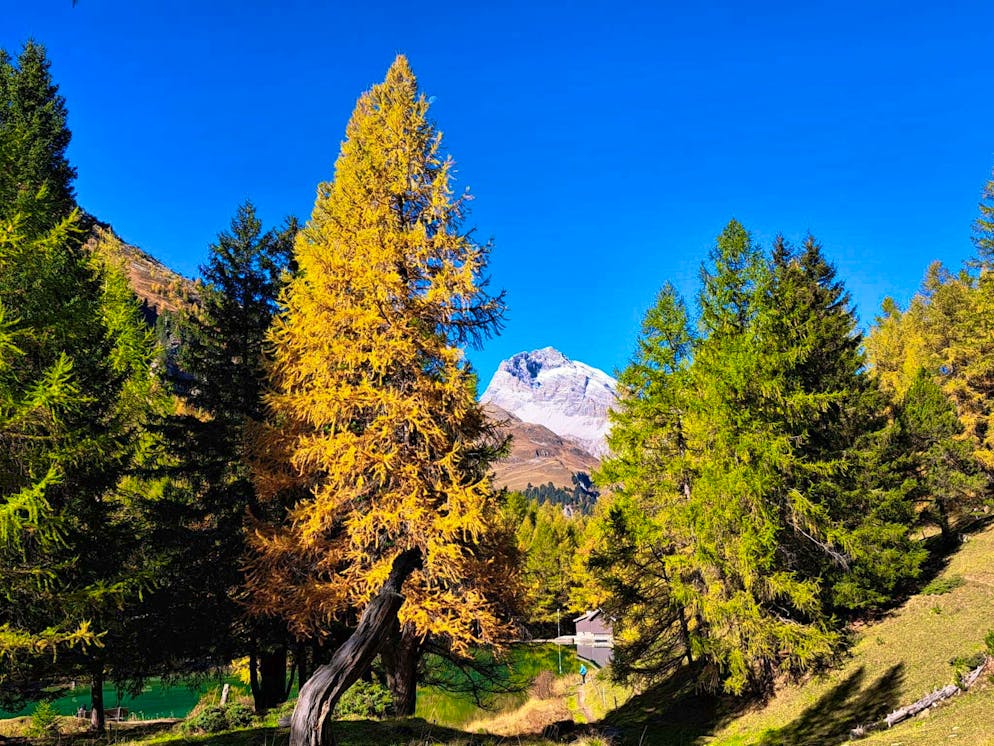 Autumn pictures 2025: These are the pictures of blue News readers. The Julier Pass is just as beautiful in autumn ...