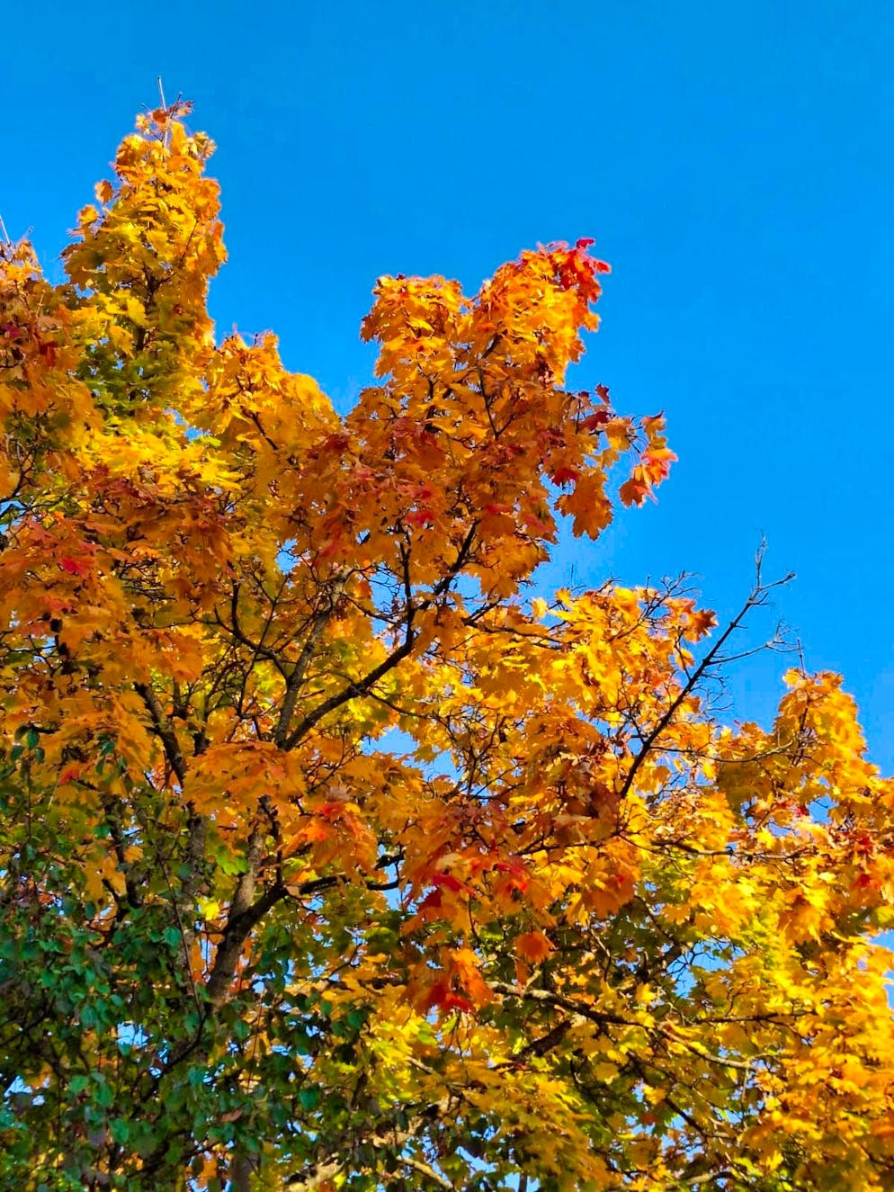Autumn pictures 2025: These are the pictures of blue News readers. ... and yellow. That's just as much a part of fall as ...