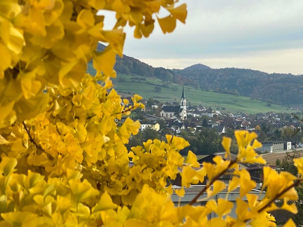 Herbstbilder 2025: Das sind die Bilder der blue News Leser*innen. April fotografierte durch einen Ginkgobaum Richtung Gansingen.