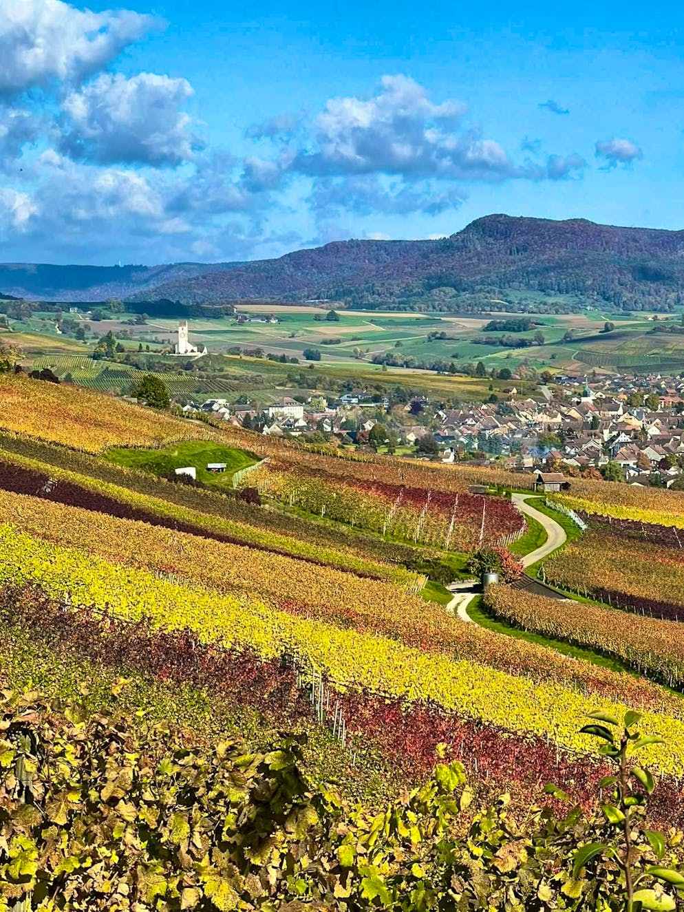 Autumn pictures 2025: These are the pictures of blue News readers. Autumn atmosphere on the Hallauerberg. 