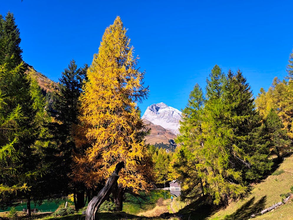 Herbstbilder 2025: Das sind die Bilder der blue News Leser*innen. Der Julierpass erstrahlt in genauso schöner Herbststimmung ...