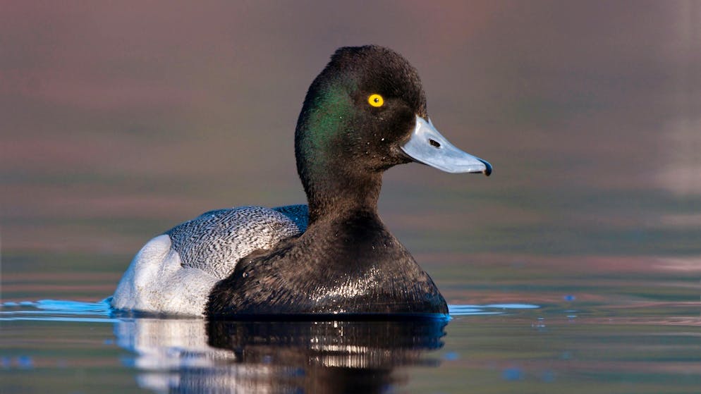 «Nombreux signalements». Un canard se perd et atterrit à Neuchâtel: les ornithologues s'emballent!