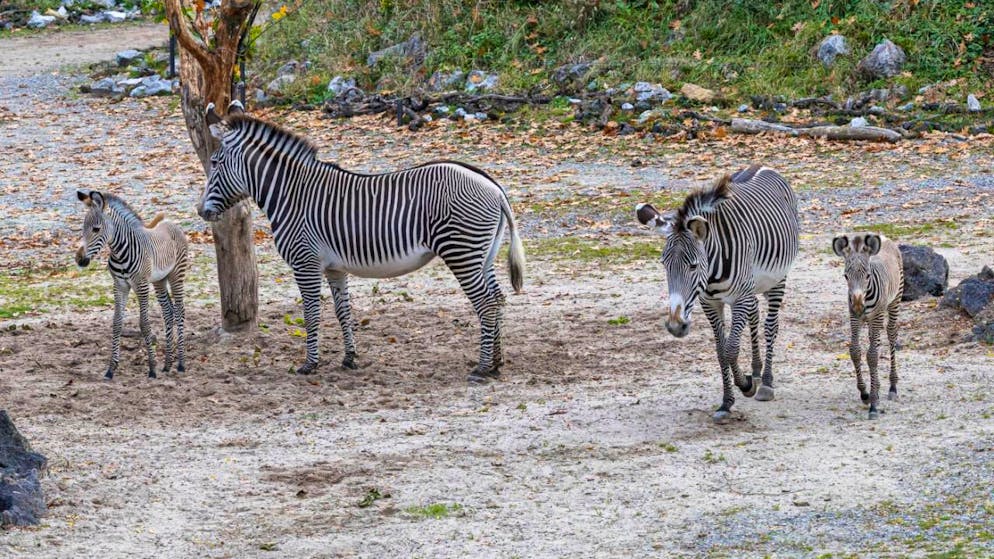 Deux zèbres de Grévy, espèce très menacée, sont nés en octobre au zoo de Zurich.