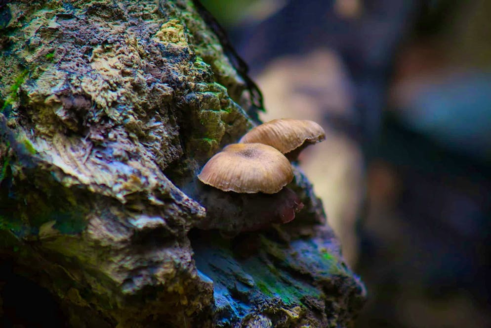 Autumn pictures 2025: These are the pictures of blue News readers. Autumn is always mushroom season.