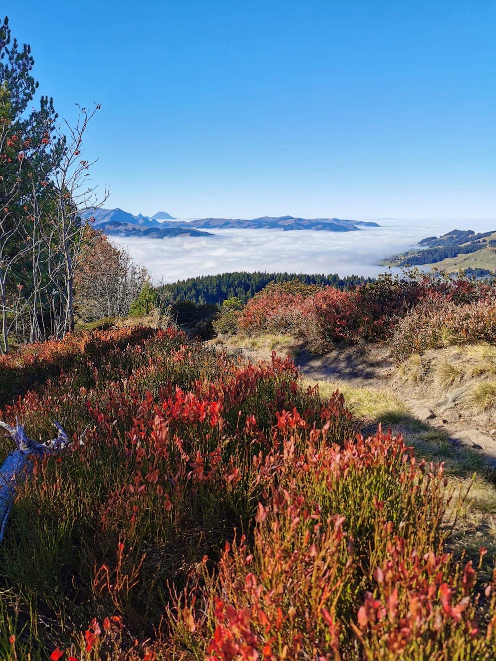 Herbstbilder 2025: Das sind die Bilder der blue News Leser*innen. Doch wer in die Höhe steigt, kann auch dem Nebel entfliehen. Hier auf der Schüpfenflue im Gantrischgebiet.